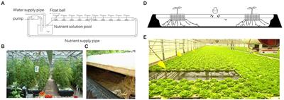 Urban vegetable production in Beijing, China: current progress, sustainability, and challenges